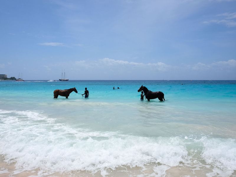 Caballo galopando en la orilla del mar Caribe de San Andrés
