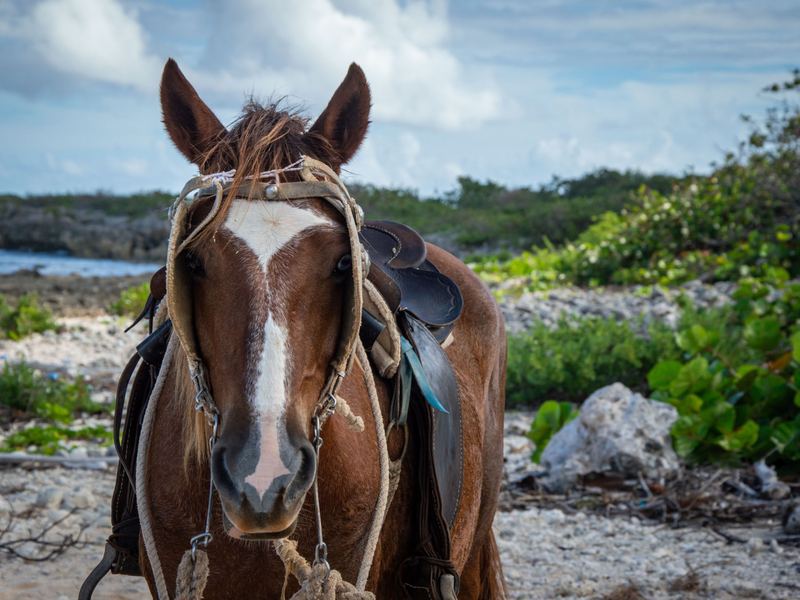 Momentos en familia en la cabalgata de San Andrés