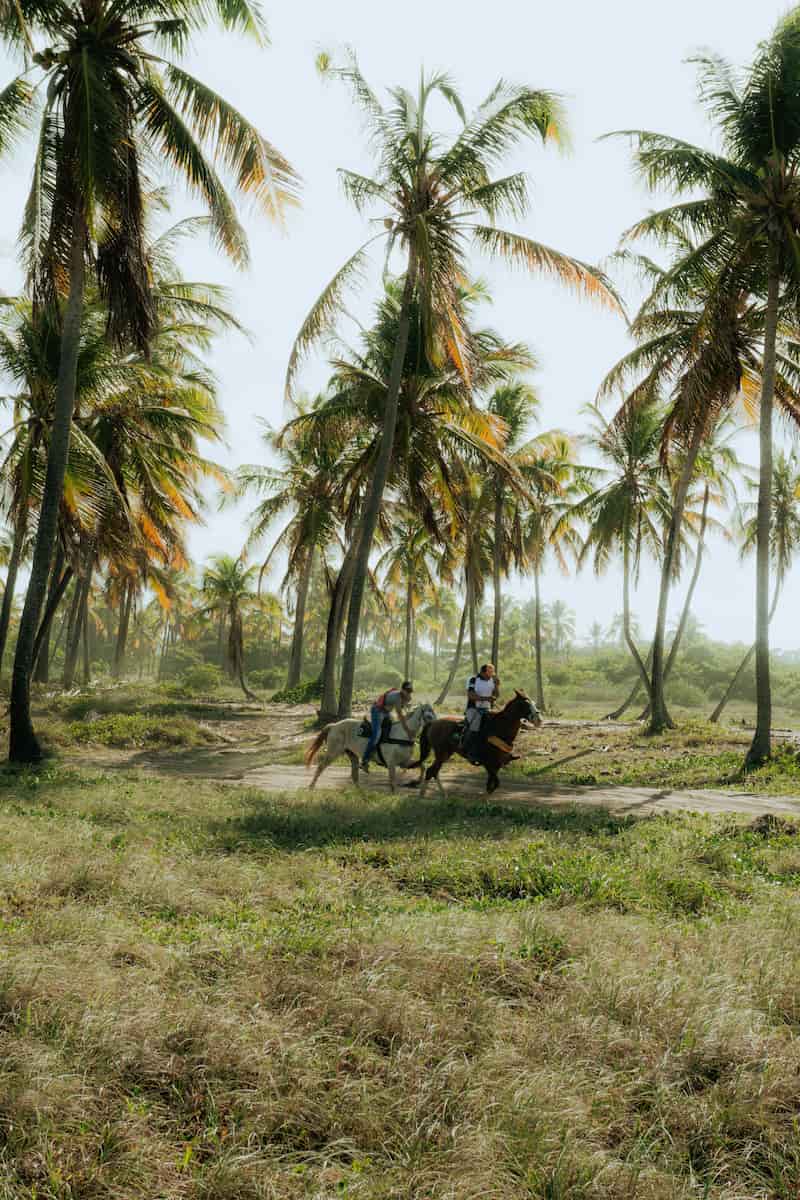 Caballo rescatado en la playa de San Andrés al amanecer